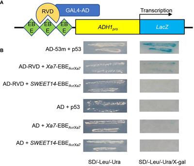 Disease resistance features of the executor R gene Xa7 reveal novel insights into the interaction between rice and Xanthomonas oryzae pv. oryzae